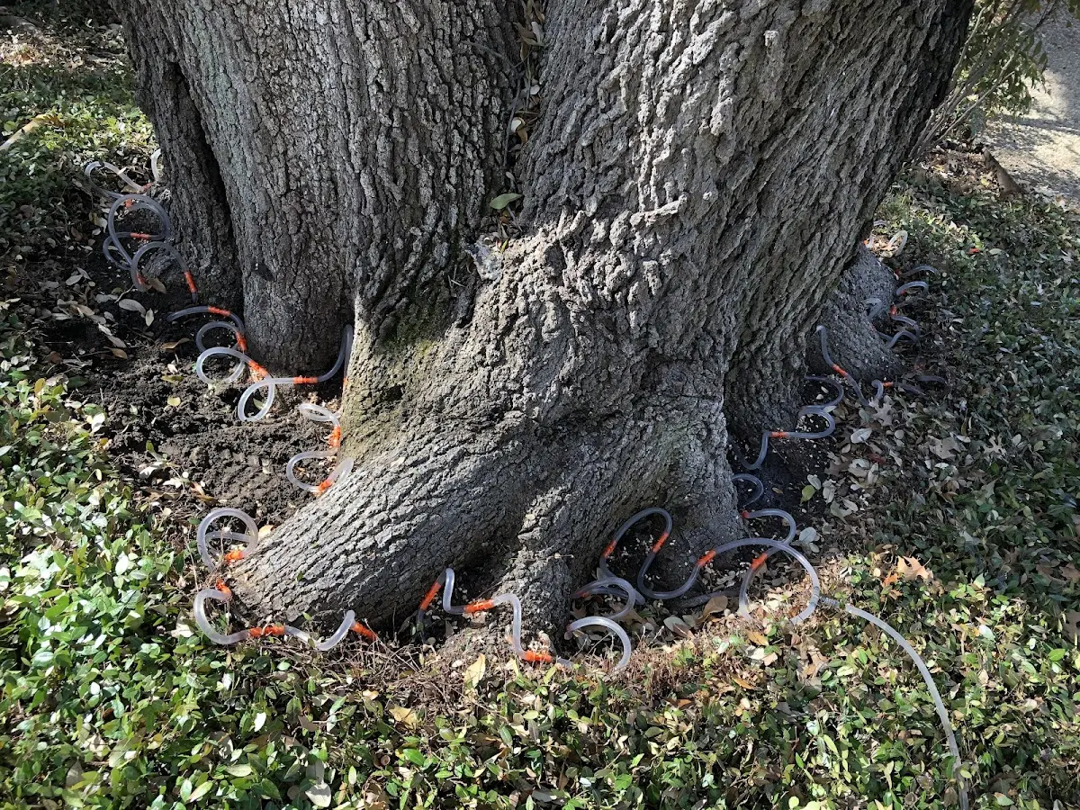 Detailed Tree Cabling and Bracing job site in Dansville