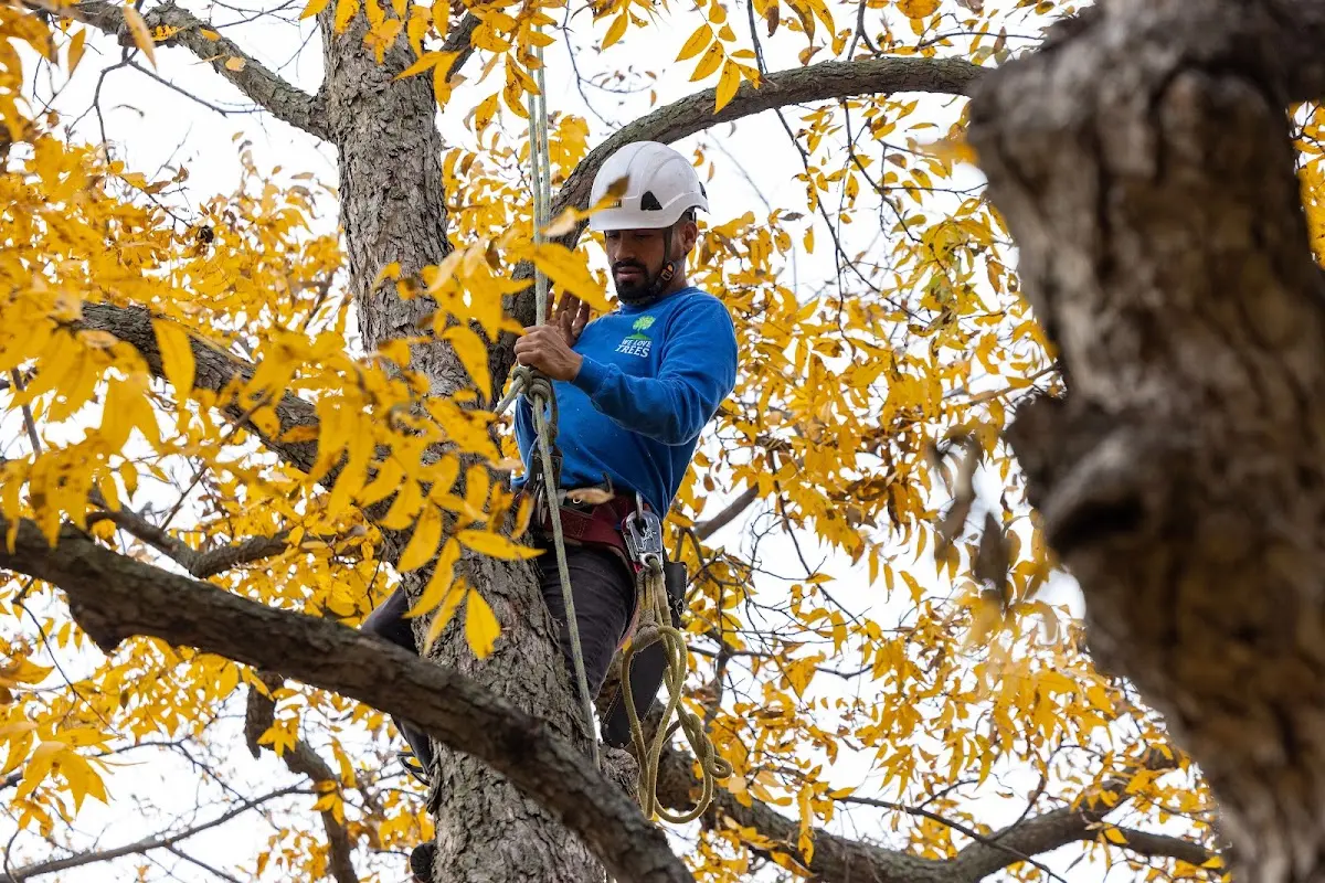 Skilled Tree Planing crew working in Dansville