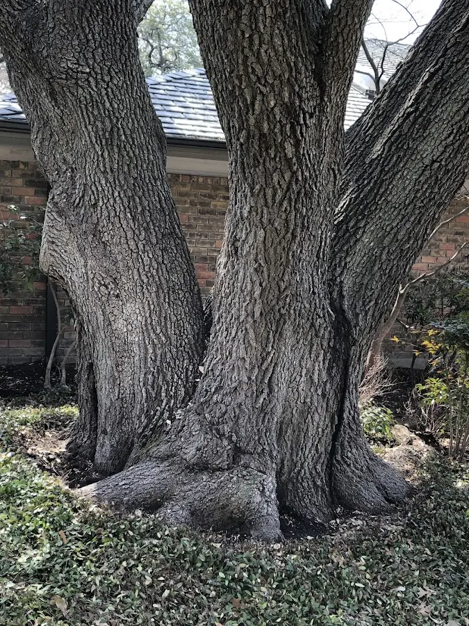 Mature heritage tree close to a Dansville property cared for by certified arborists